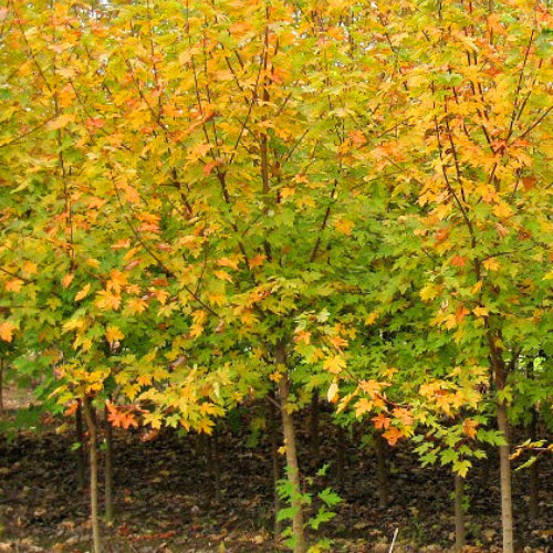 Acer mono & Acer platanoides Princeton Gold Seeds