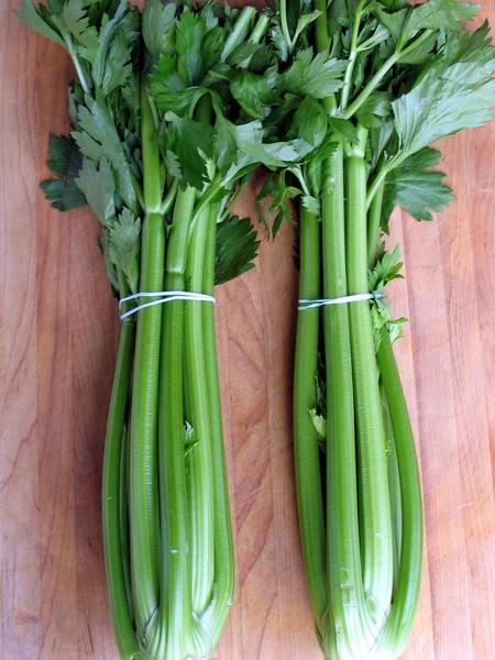 CELERY 'Merengo'