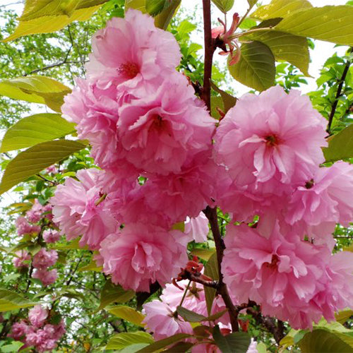 Cerasus-serrulata-Japanese-cherry-Seeds