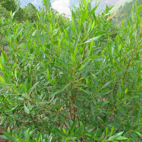 Dodonaea viscosa & Car sangzi Seeds