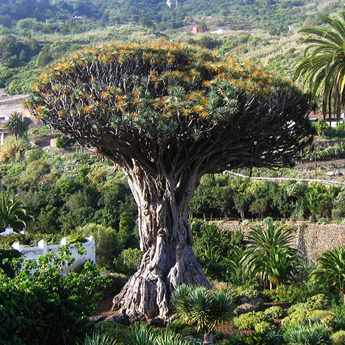 Dracaena Draco & Canary Lslands Dragon Tree Seeds