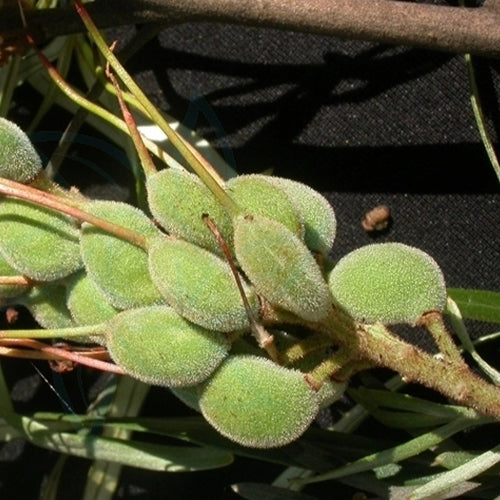 Grevillea-robusta-southern-silky-oak-Seeds