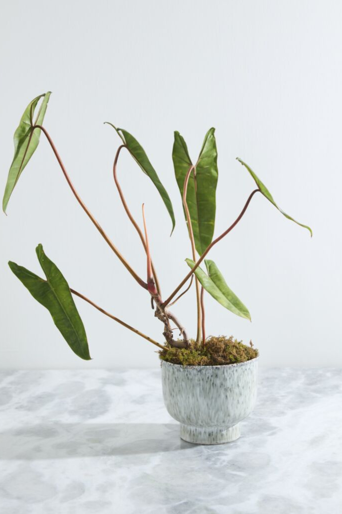 Accent-Decor-Hayden-Footed-Ceramic-Pot