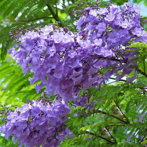 Jacaranda-mimosifolia-Jacaranda-Seeds