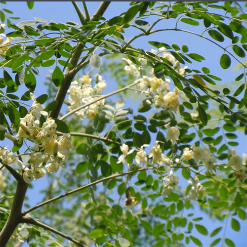 Moringa oleifera & Moringa Seeds