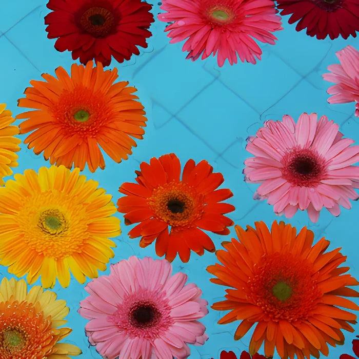 Gerbera Daisy Red Standard Wholesale Flower Blooms