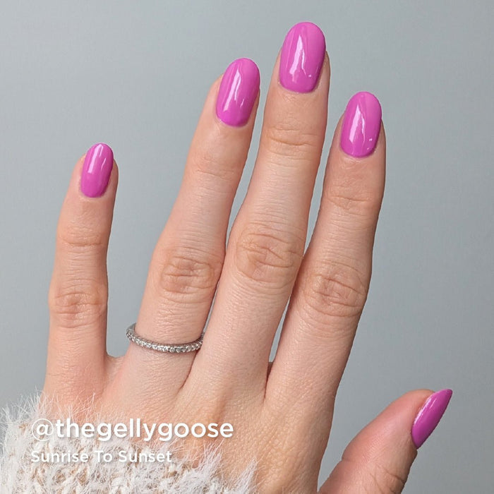 Seashells For Sale Collection - Bio Seaweed Gel USA