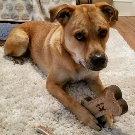 Tall Tails - Natural Wool Bone Toy