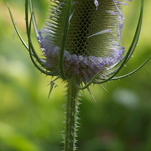 Teasel 2