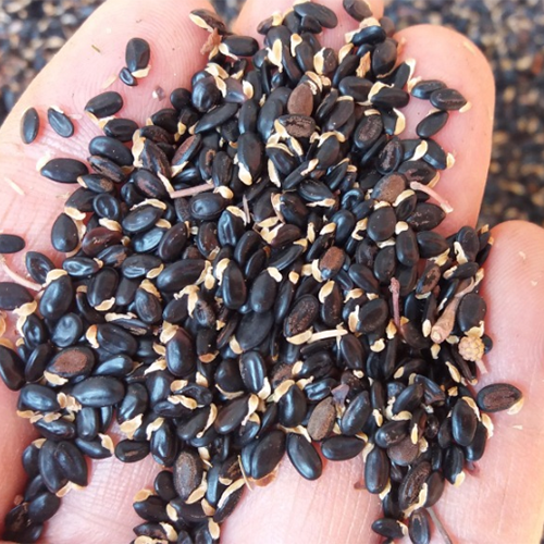 Black wattle Seeds