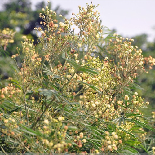 Acacia mearnsii