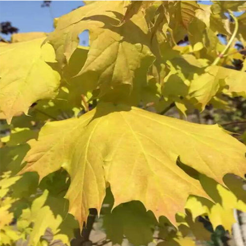 Acer mono & Acer platanoides Princeton Gold Seeds