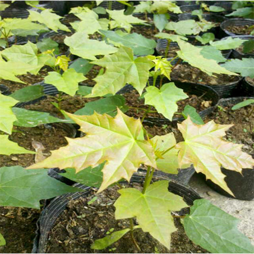 Princeton Gold Maple Seeds