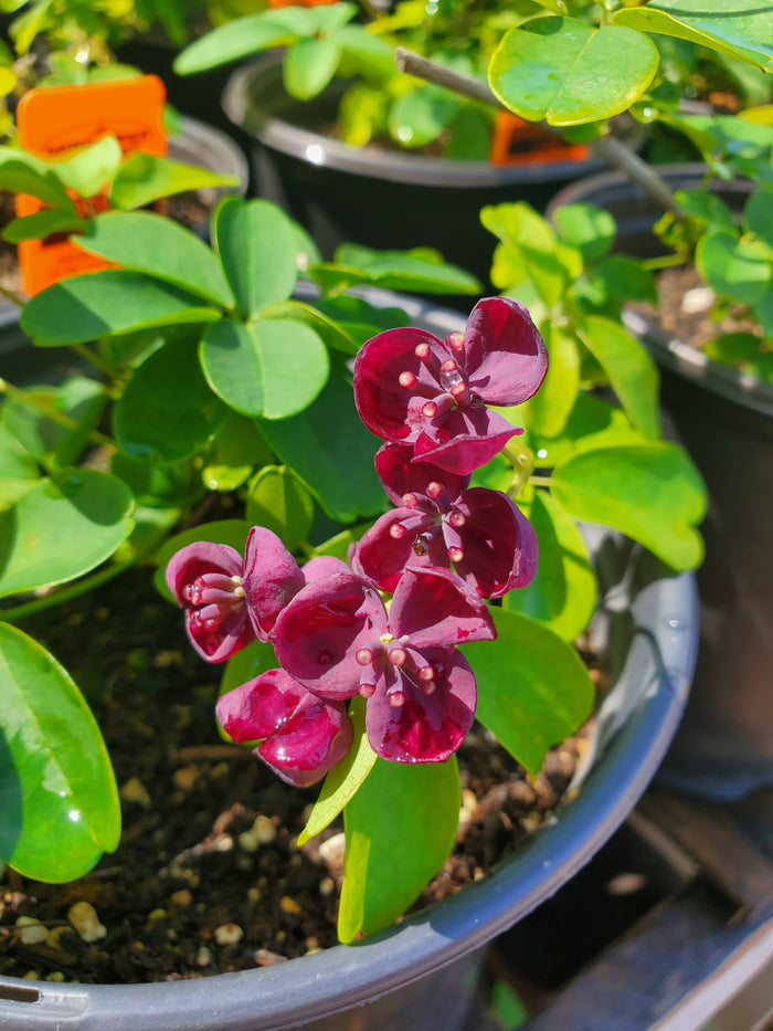 Akebia quinata --Chocolate Vine--