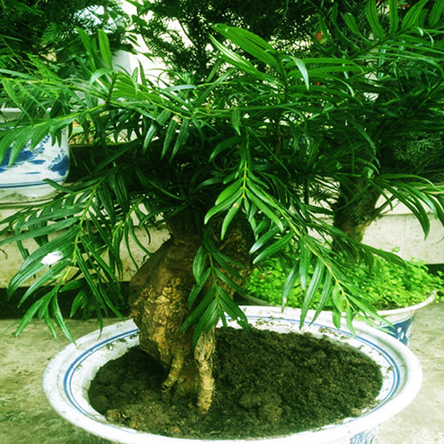 Amentotaxus-yunnanensis-Yunnan-catkin-yew-Seeds