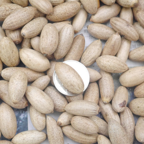 Amentotaxus-yunnanensis-Yunnan-catkin-yew-Seeds
