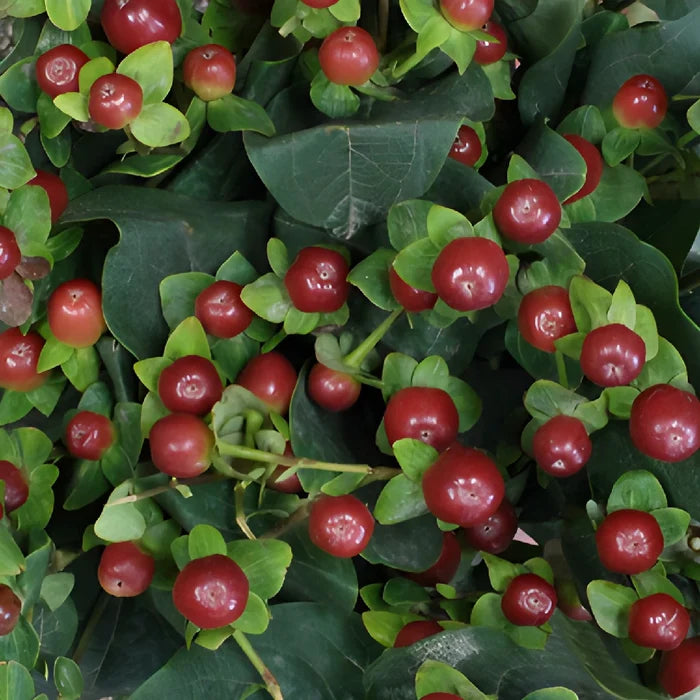 Antique Burgundy Designer Hypericum Berries