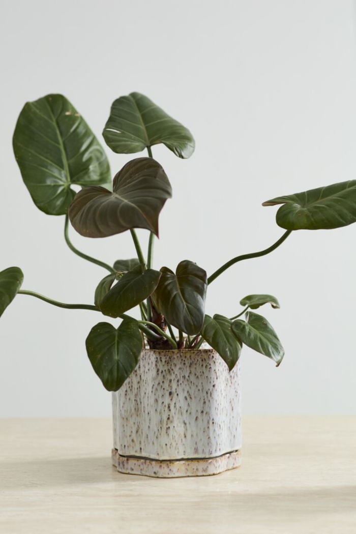 Accent-Decor-Avenell-Ceramic-Pots