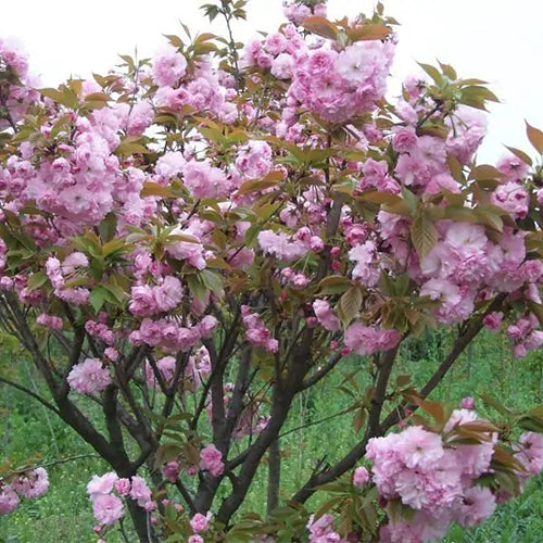 Cerasus-serrulata-Japanese-cherry-Seeds