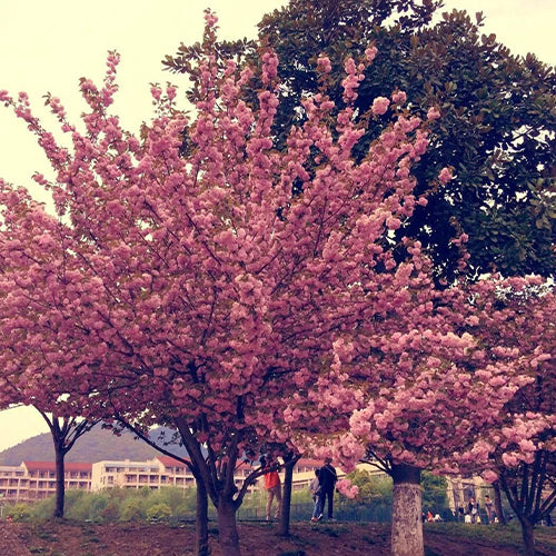 Cerasus-serrulata-Japanese-cherry-Seeds
