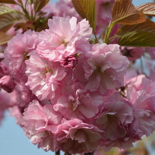 Cerasus-serrulata-Japanese-cherry-Seeds
