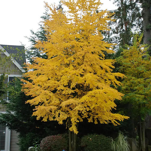 Cercidiphyllum-japonicum-katsura-Seeds