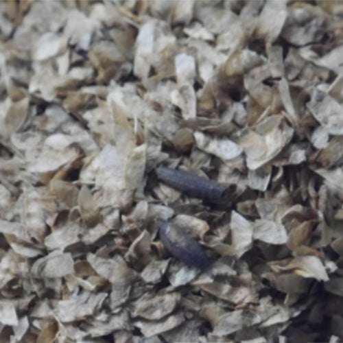 Cercidiphyllum-japonicum-katsura-Seeds