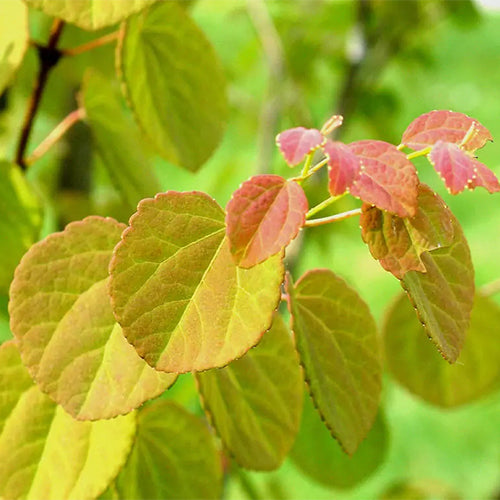 Cercidiphyllum-japonicum-katsura-Seeds