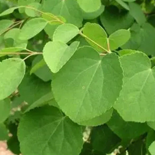 Cercidiphyllum-japonicum-katsura-Seeds
