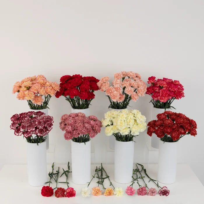 Choose Your Colors Carnation Flowers Stem - Image