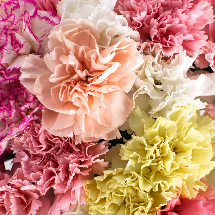 Choose Your Colors Carnation Flowers Stem - Image