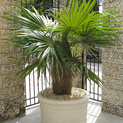Coccothrinax Crinita & Guano Petate Seeds