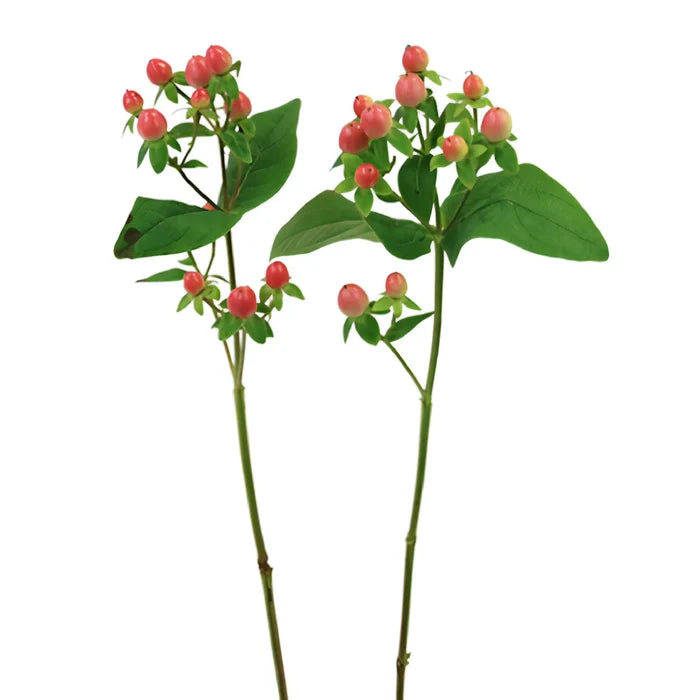 Coral Kissed Hypericum Berries