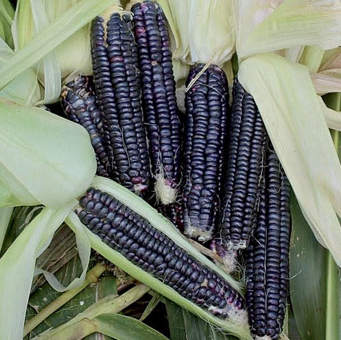 CORN 'Black Aztec'