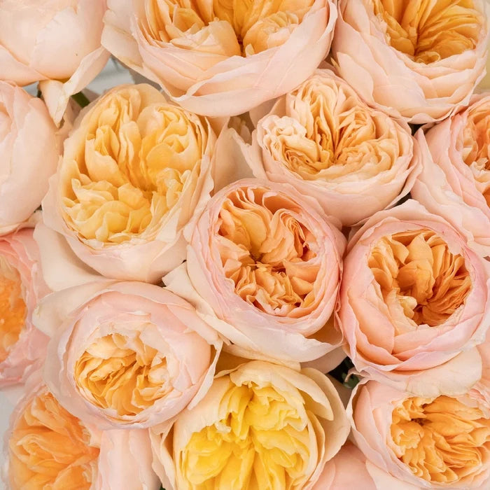 David Austin Rose Peach Juliet Ausgameson Close Up - Image