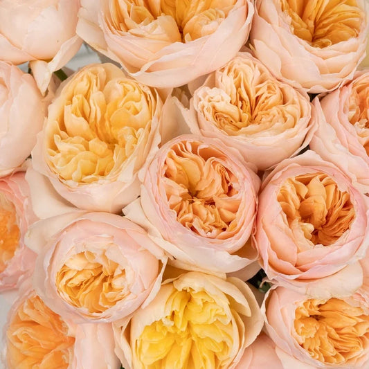 David Austin Rose Peach Juliet Ausgameson Close Up - Image