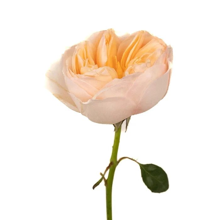 David Austin Rose Peach Juliet Ausgameson Stem - Image