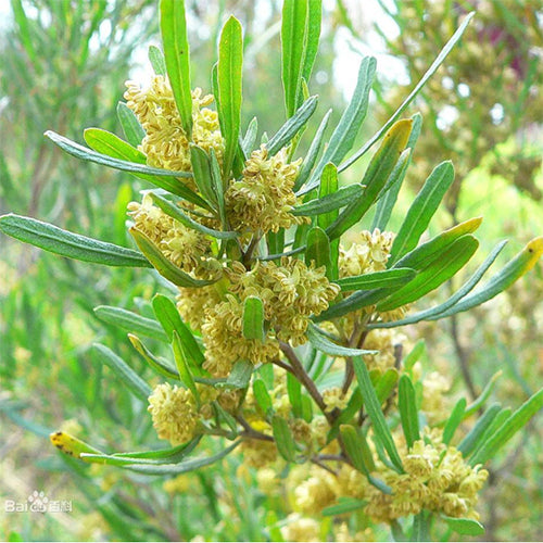 Dodonaea viscosa & Car sangzi Seeds
