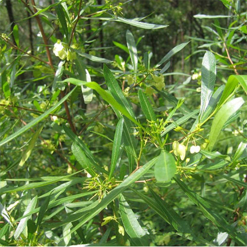 Dodonaea viscosa & Car sangzi Seeds