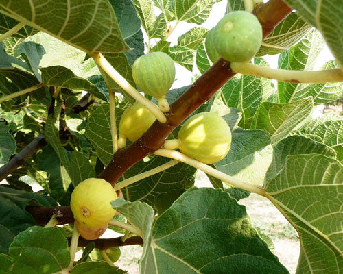FIG 'Kadota' --Ficus carica--