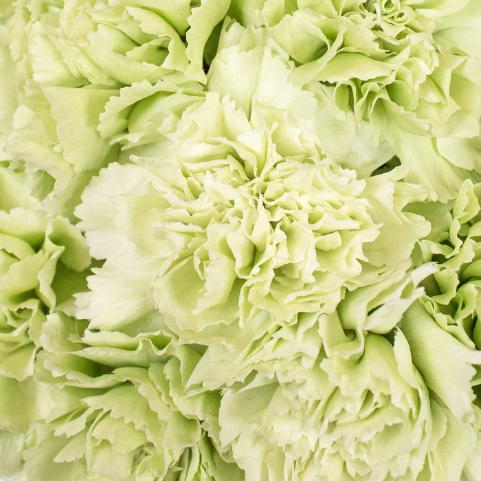 Mint Green Carnations Up Close
