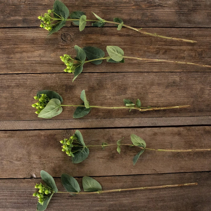 Green hypericum berry bulk flowers