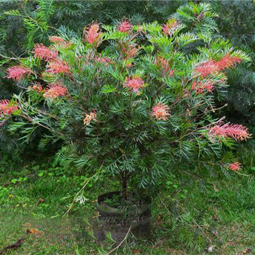 Grevillea-robusta-southern-silky-oak-Seeds