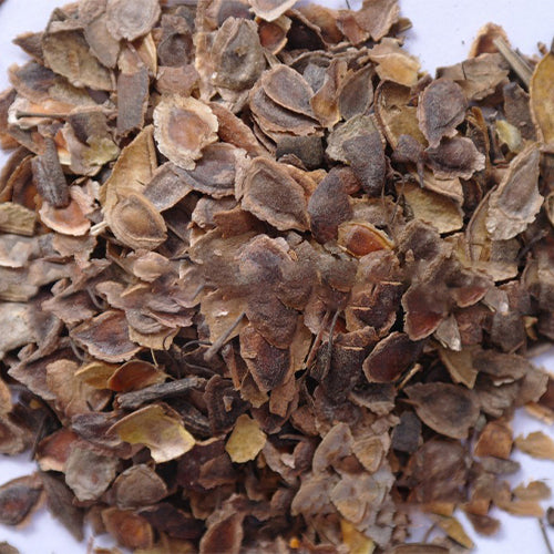 Grevillea-robusta-southern-silky-oak-Seeds