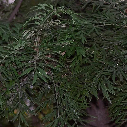 Grevillea-robusta-southern-silky-oak-Seeds