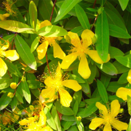 Hypericum monogynum & Hypericum Seeds