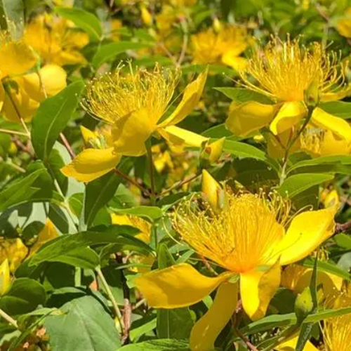 Hypericum monogynum & Hypericum Seeds