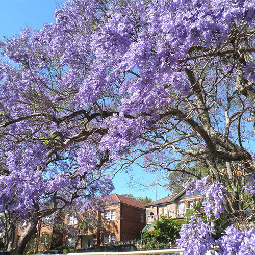 Jacaranda-mimosifolia-Jacaranda-Seeds
