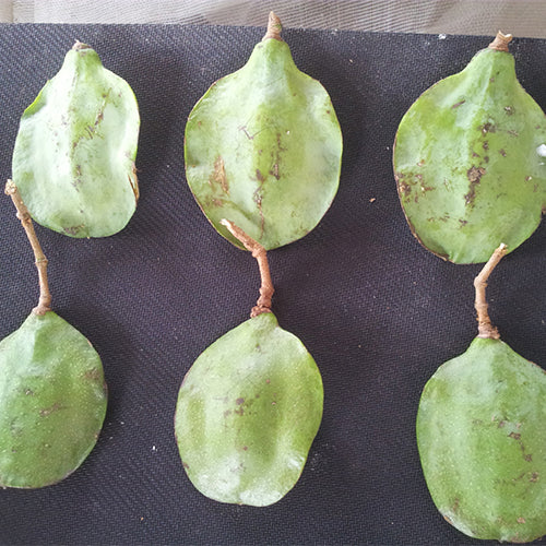 Jacaranda-mimosifolia-Jacaranda-Seeds