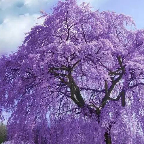 Jacaranda-mimosifolia-Jacaranda-Seeds